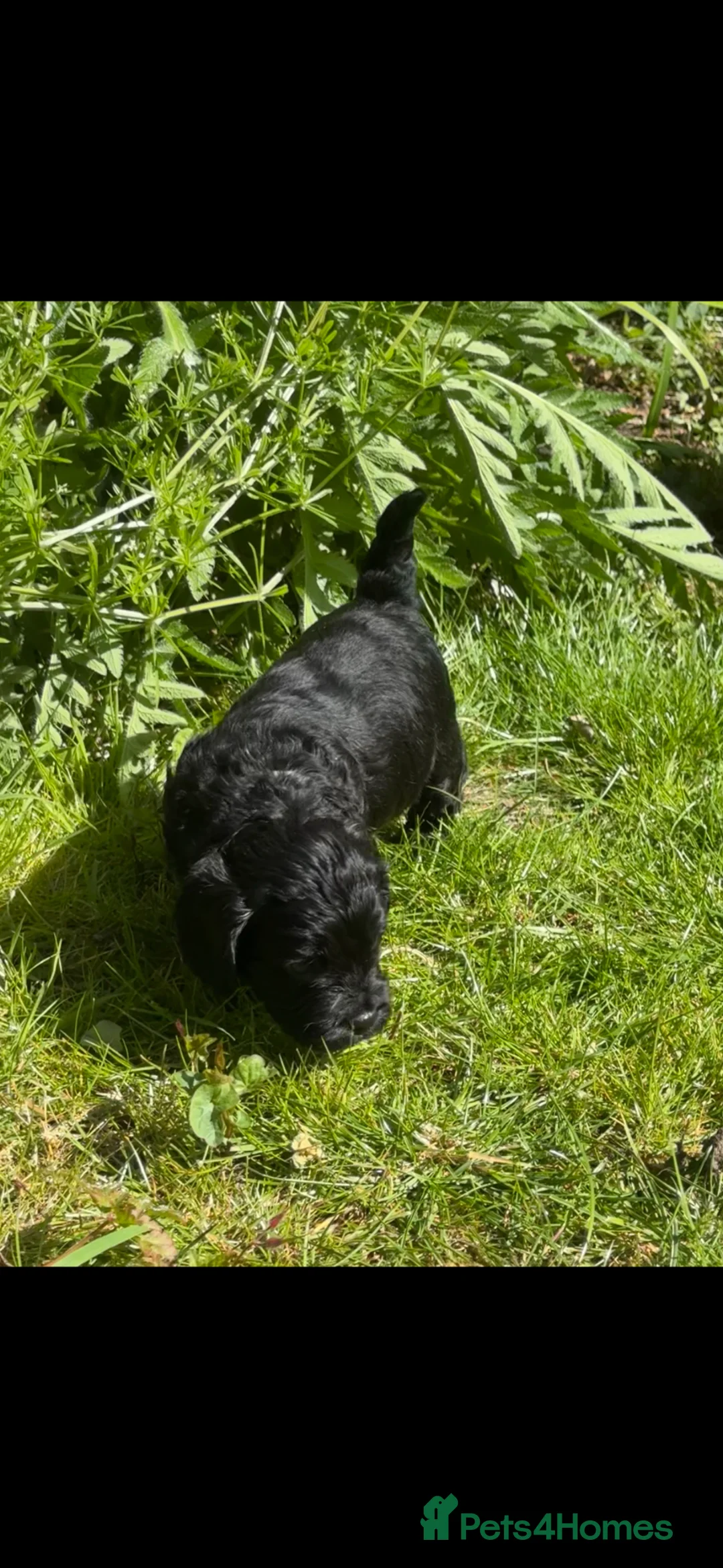 Cockapoo dogs for sale: Gorgeous F1 cockapoo puppies  - Advert 1