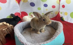 French Lop rabbits for sale: French lop mixed baby rabbits ready to go - Image 17