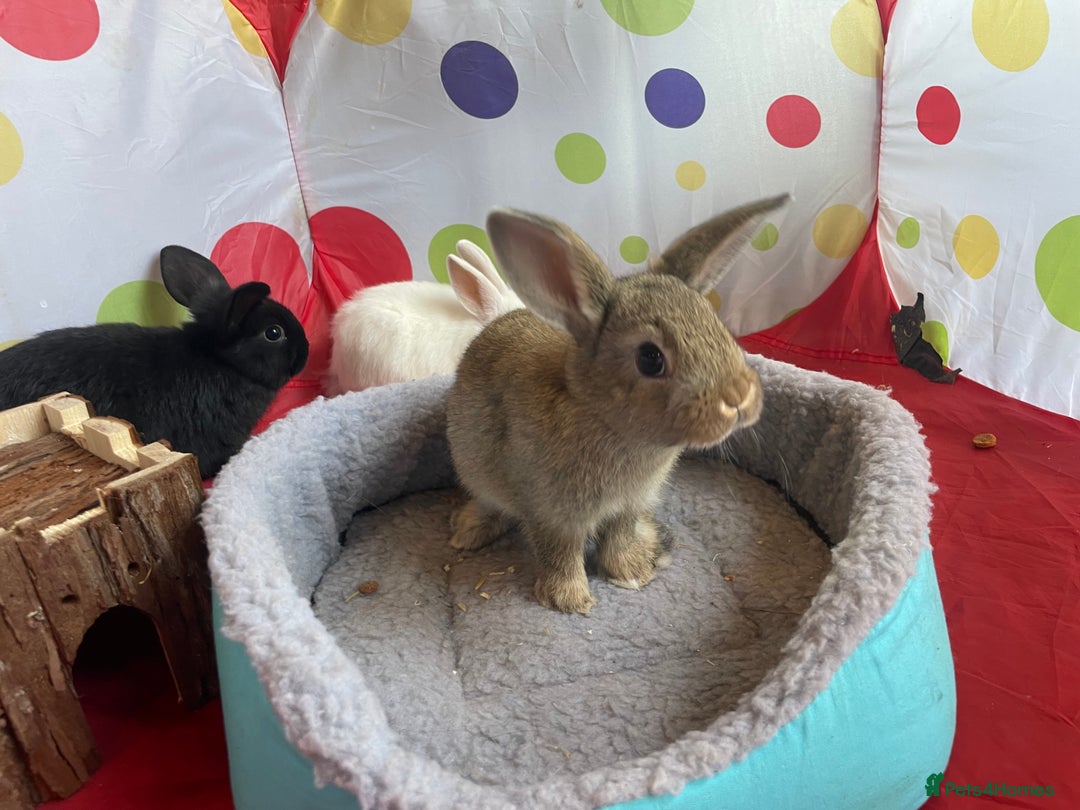 French Lop rabbits for sale: French lop mixed baby rabbits ready to go - Image 17