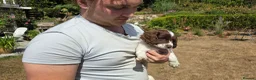 English Springer Spaniel dogs for sale: Springer Spaniel Puppies For Salee - Advert 6