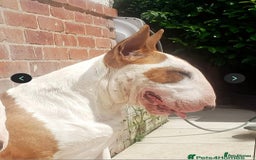 English Bull Terrier dogs for sale: Beautiful girl - Image 23