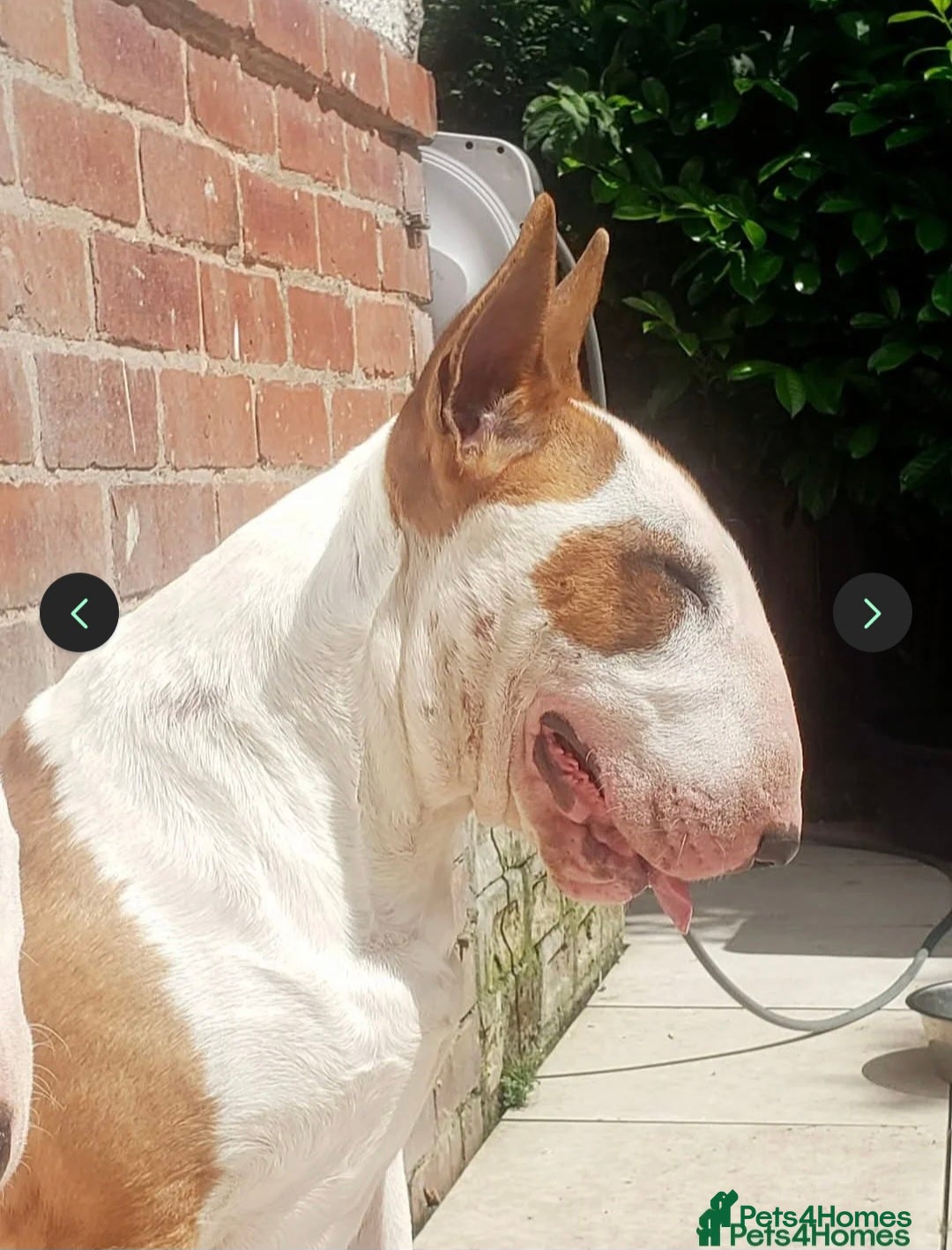 English Bull Terrier dogs for sale: Beautiful girl - Image 23