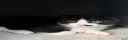 Scottish Fold cats for sale: LAST ONE Tuxedo Scottish Fold w half moustache!🥸  - Advert 7