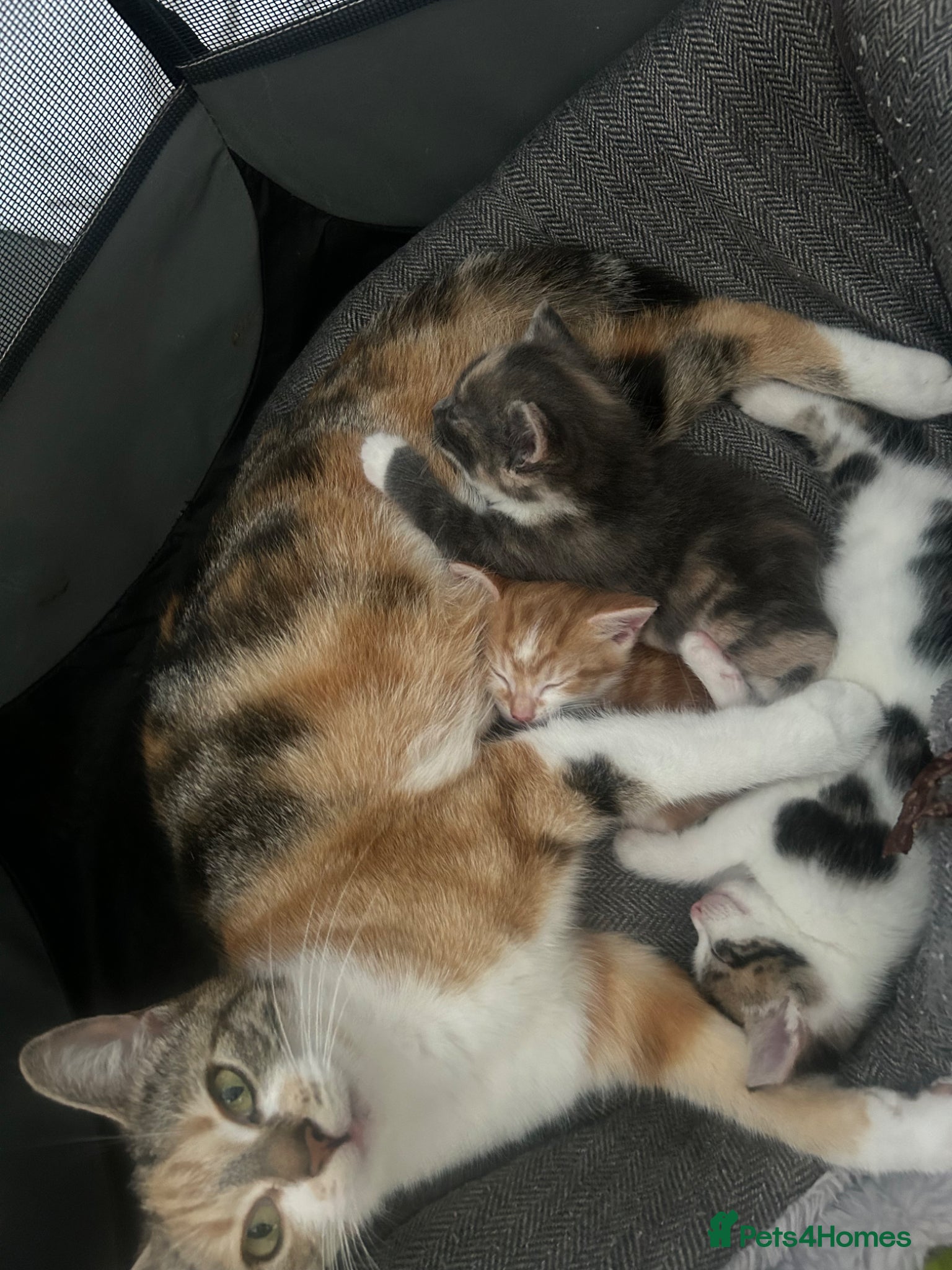 Mixed Breed cats Mixed litter of three kittens  - Advert 17