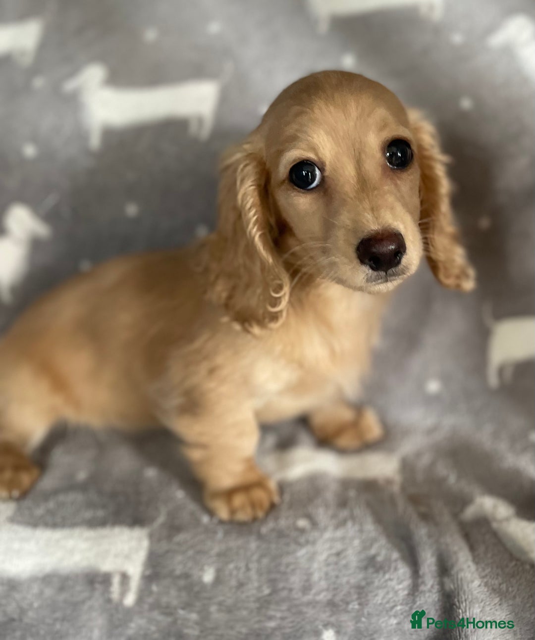 Miniature Dachshund dogs for sale: Miniature Longhaired Dachshunds - Image 7