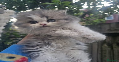 Scottish Fold cats - Advert 9