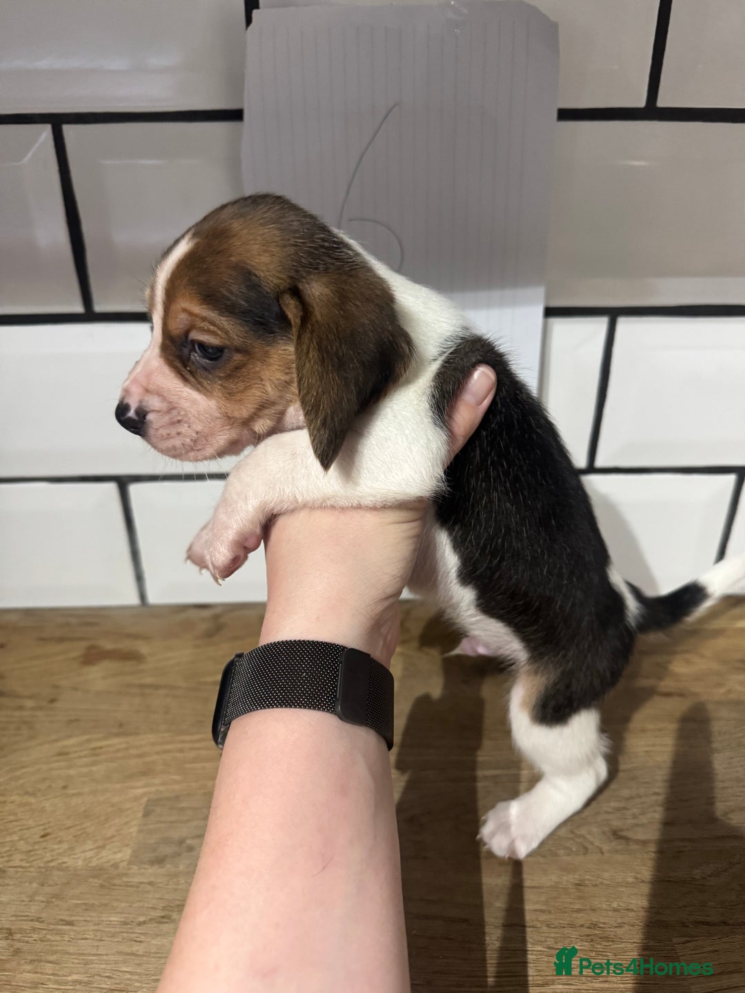 Beagle dogs for sale: Beautiful beagle puppies  - Advert 28