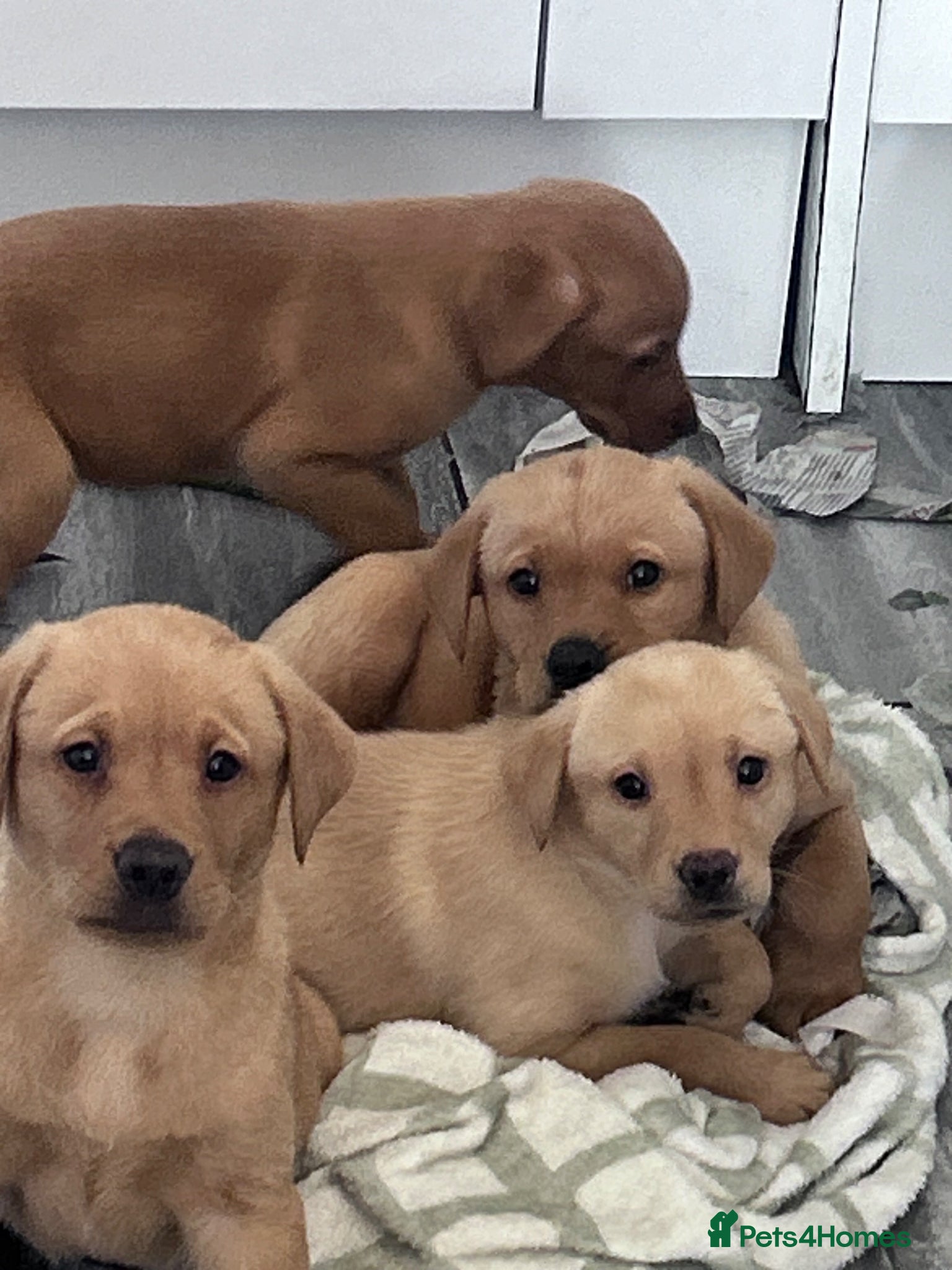 Labrador Retriever dogs  Labradors kc registered Ready to leave 29th Apr - Advert 11