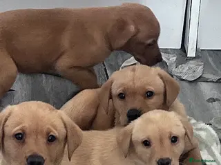 Labrador Retriever dogs Labradors kc registered Ready to leave 29th Apr - Advert 11
