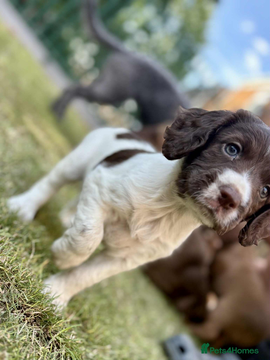 Sprocker dogs for sale: 2 sprocker girls  - Image 6
