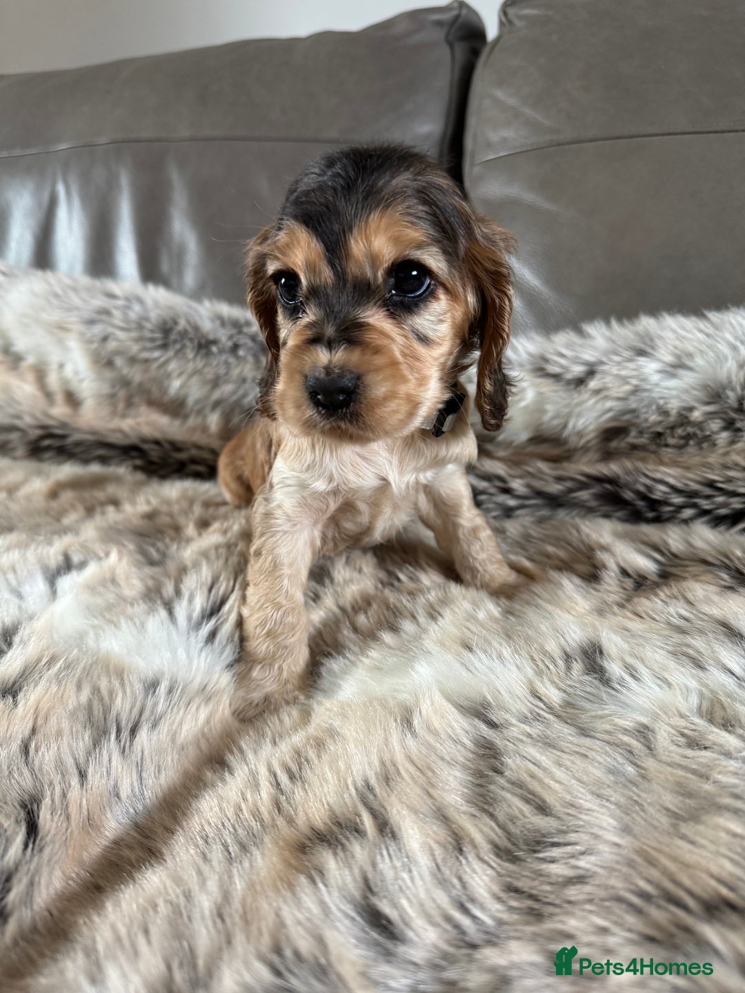 Cocker Spaniel dogs for sale: 🐶 Beautiful Show-Type Cocker Spaniel Puppies 🐶 - Advert 24