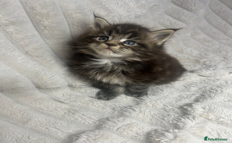 Maine Coon cats - Advert 13