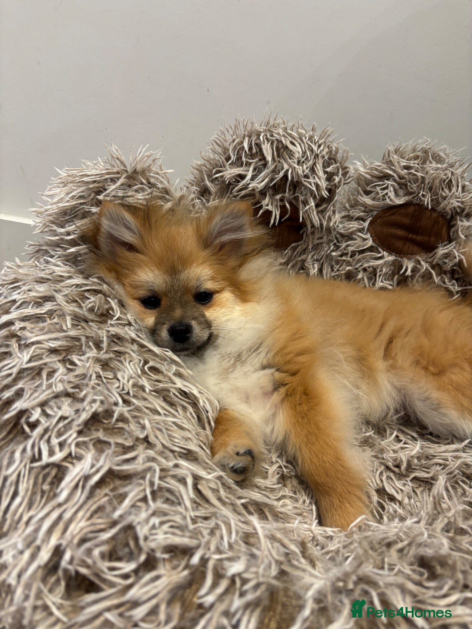Pomeranian dogs Adorable Pomeranian boy  Available💫Coco - Advert 17