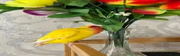 Lovebirds birds for sale: Peach faced lovebird  - Advert 10