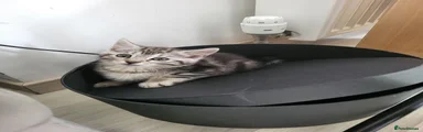Maine Coon 3