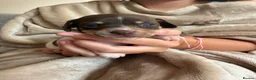 Chiweenie dogs for sale: 4 Beautiful Chiweenies For Sale/ 1 BOY/ 3 GIRLS - Advert 8