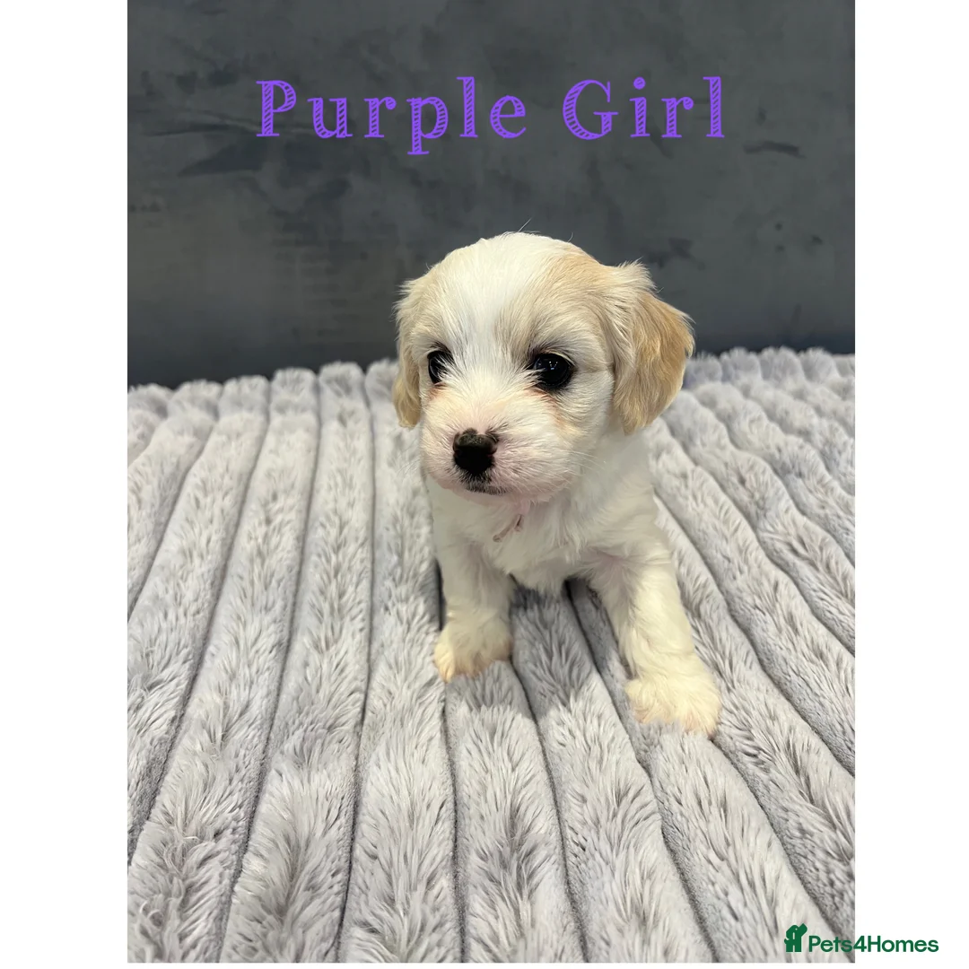 Cavachon dogs for sale: 🐶 Adorable Cavachon Puppies for Sale! 🐾 - Advert 23