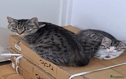 Bengal cats for sale: 3 Beautiful Kittens - Image 12