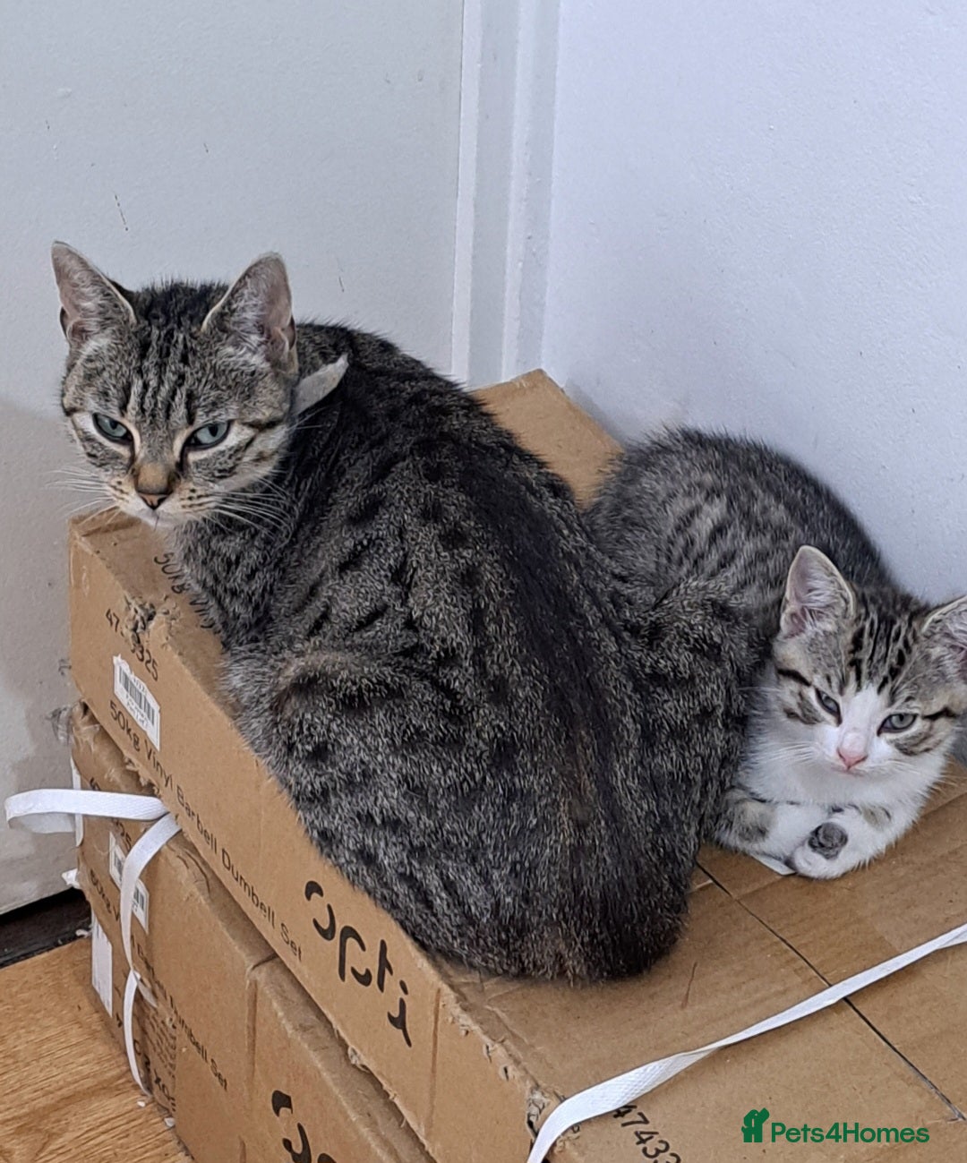 Bengal cats for sale: 3 Beautiful Kittens - Image 12
