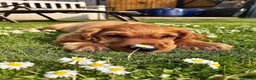 Cocker Spaniel dogs for sale: Red Sable show cocker spaniel male - Advert 9