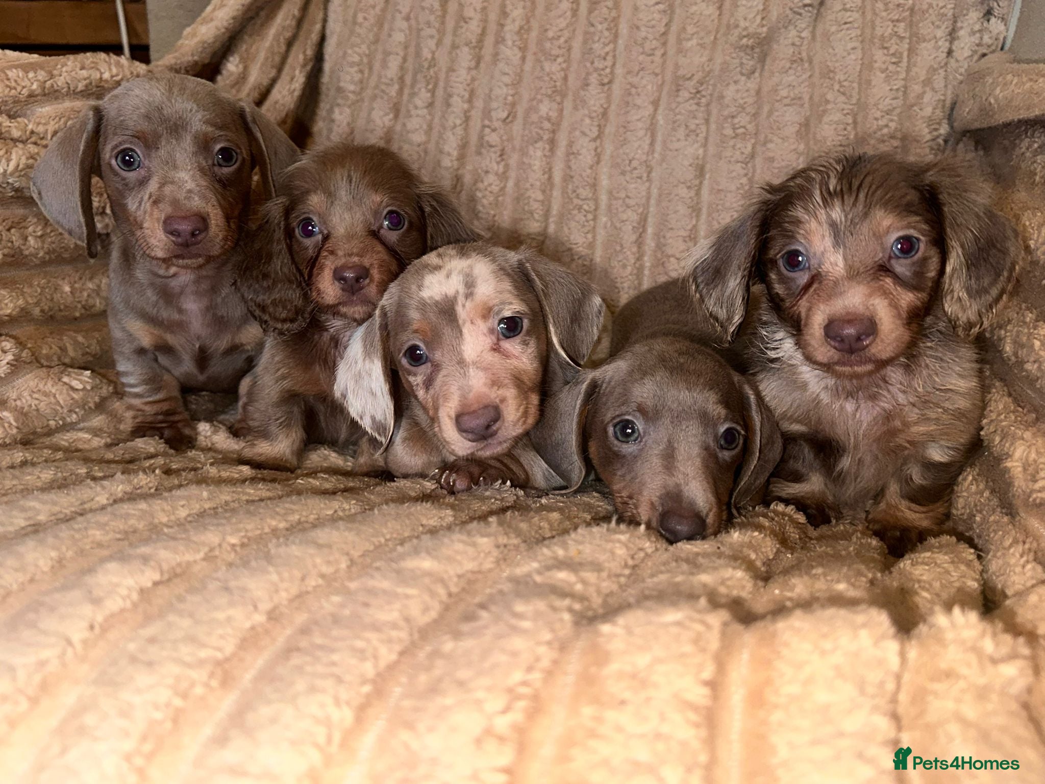 Miniature Dachshund dogs True miniature dashaund Puppy’s short & longhair  in Walsall - Advert 1
