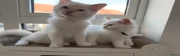 Ragdoll cats for sale: Pure Ragdolls ❤️ Vaccinated|Vet Checked|Chipped ✅ - Advert 6
