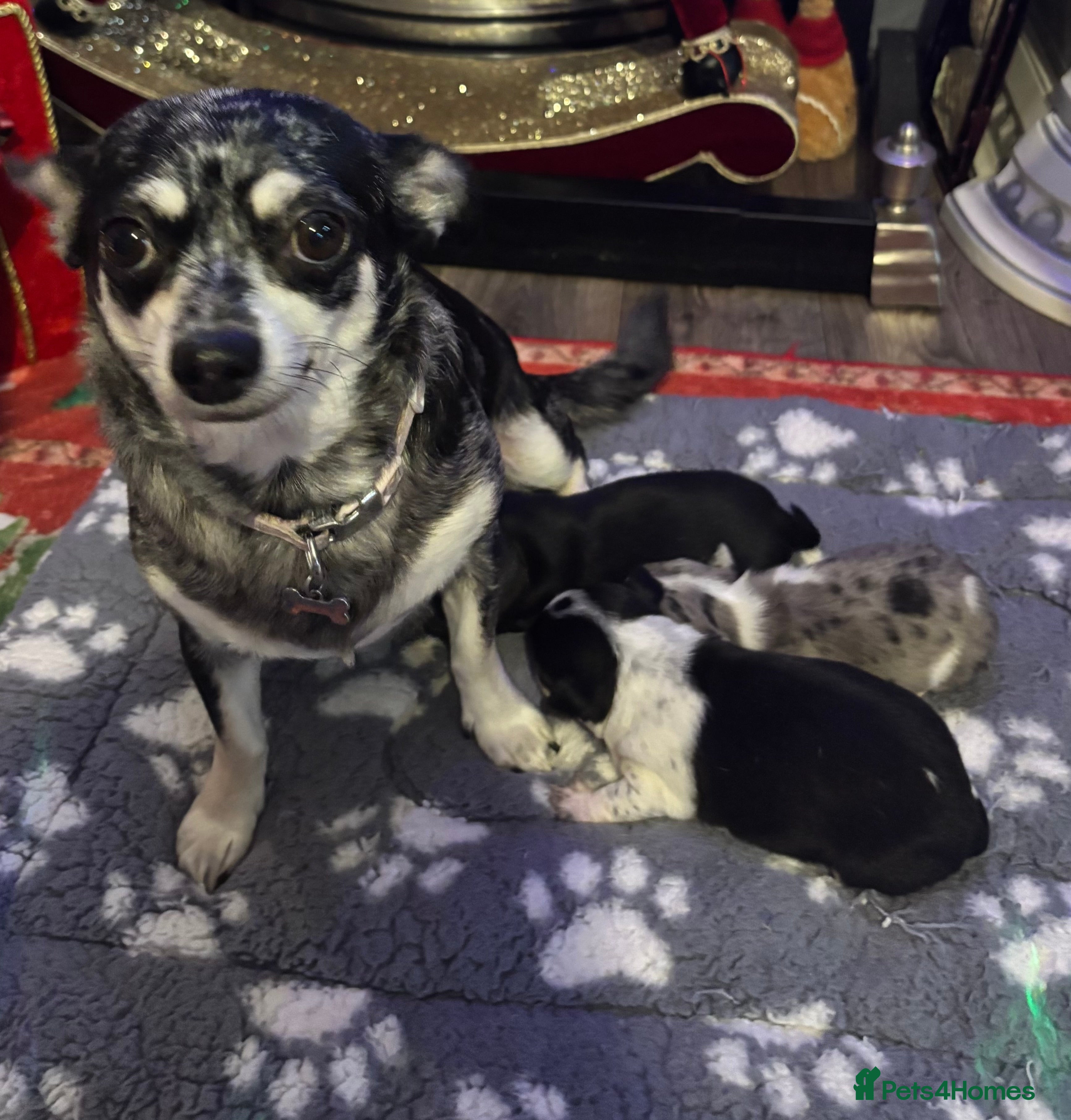 Chihuahua dogs 2 stunning chihuahua girl available  - Advert 1