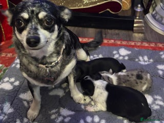 Chihuahua dogs 2 stunning chihuahua girl available - Advert 1