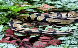 Python Snake reptiles for sale: Mixture of Royal Pythons, Corn Snakes, Sand Boa - Image 6