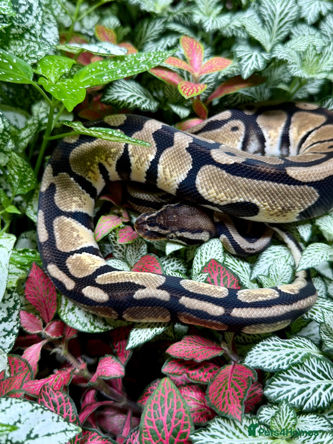 Python Snake reptiles for sale: Mixture of Royal Pythons, Corn Snakes, Sand Boa - Image 6