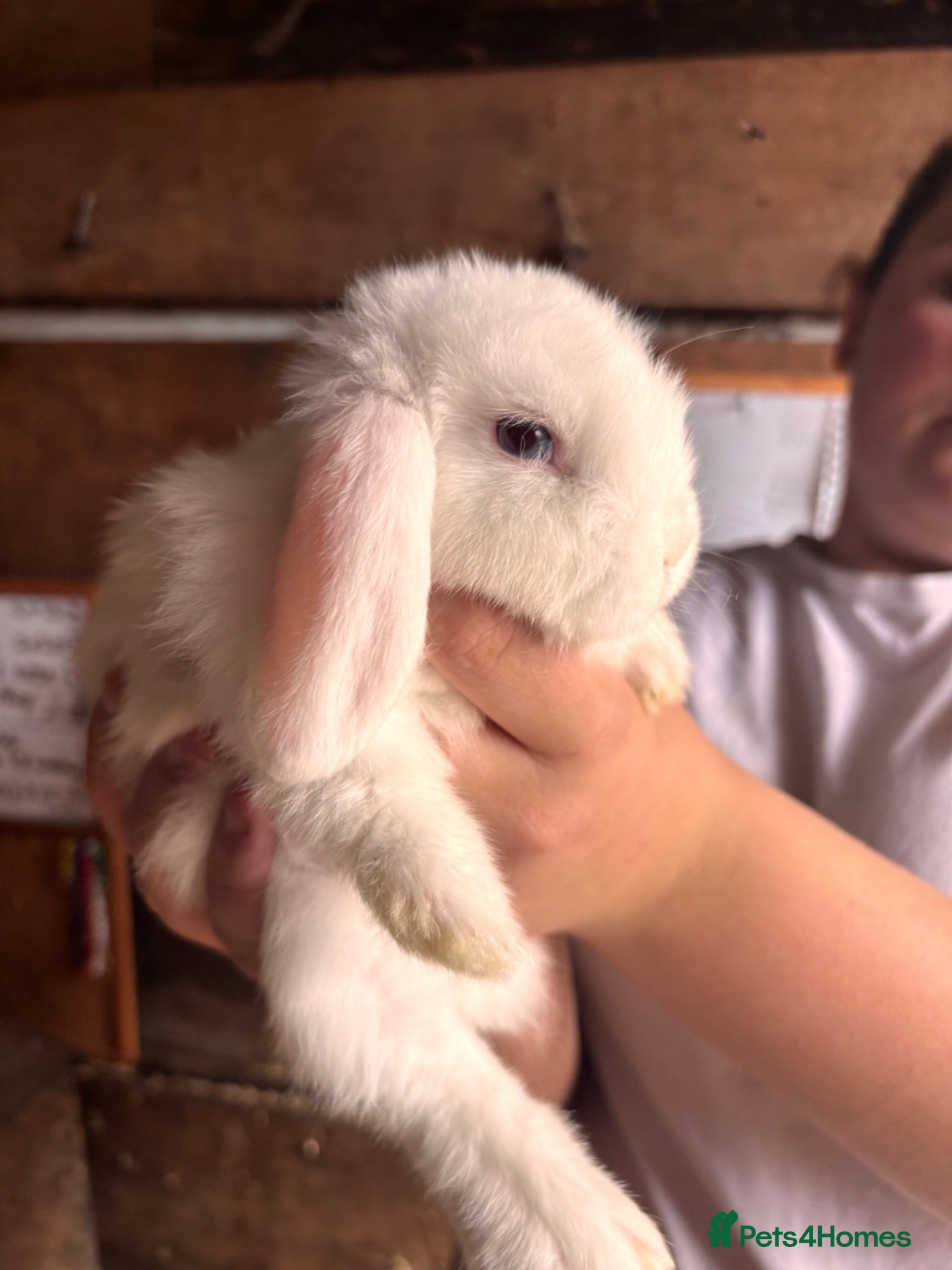 Mini Lop rabbits for sale: 8 beautiful baby’s rabbit  - Advert 13