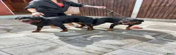 Rottweiler dogs for stud: proven rottweiler stud in Barnsley - Advert 6