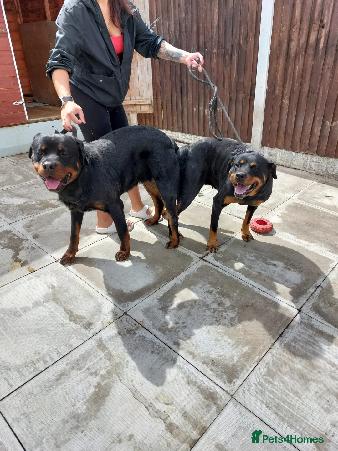 Rottweiler dogs for stud: proven rottweiler stud in Barnsley - Advert 6