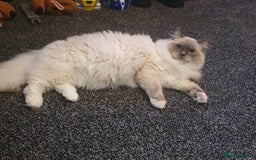 Ragdoll cats for stud: Ragdoll GCCF blue mitted stud LOKI in Wakefield - Image 2