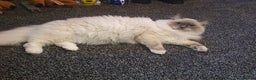Ragdoll cats for stud: Ragdoll GCCF blue mitted stud LOKI in Wakefield - Advert 2