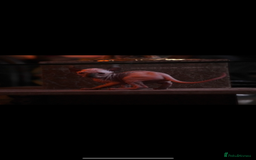 Sphynx cats for sale: Sphynx Elf’s  - Image 4