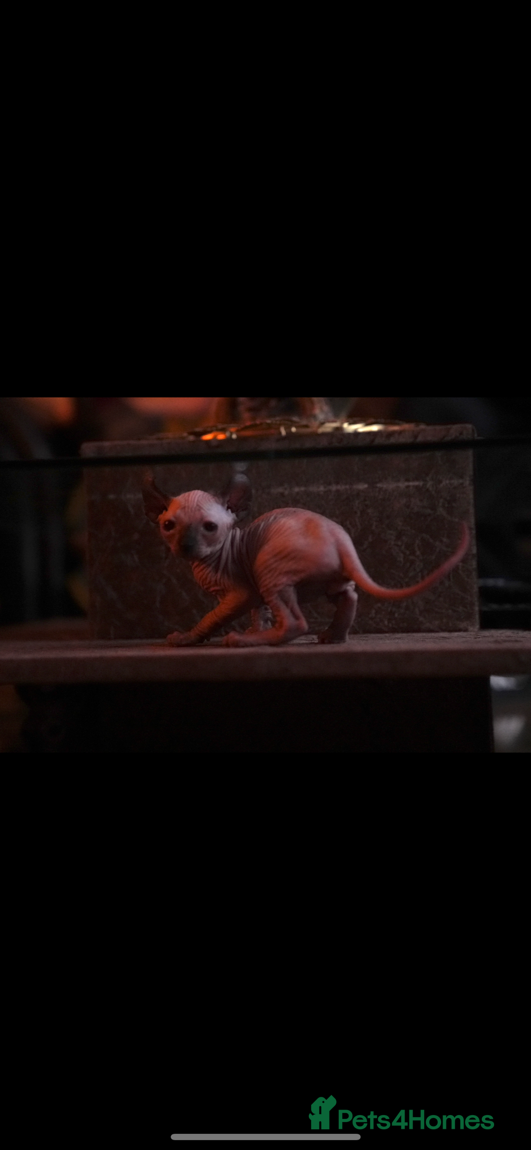 Sphynx cats for sale: Sphynx Elf’s  - Image 4