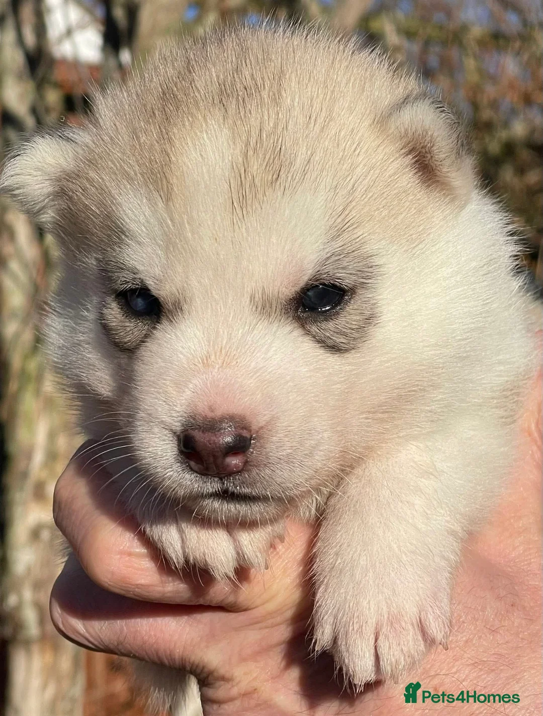 Siberian Husky dogs for sale: KC REGISTERED STUNNING CHUNKY PUPS - Advert 8