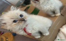 Ragdoll cats for sale: Lynx mitted ragdolls  - Image 6