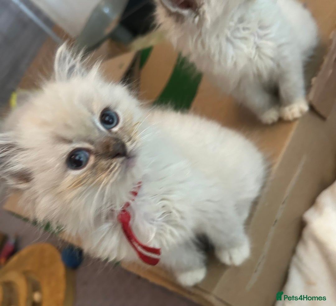 Ragdoll cats for sale: Lynx mitted ragdolls  - Image 6