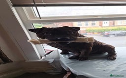 Staffordshire Bull Terrier dogs for stud: Sherpa x staff for stud - Image 2