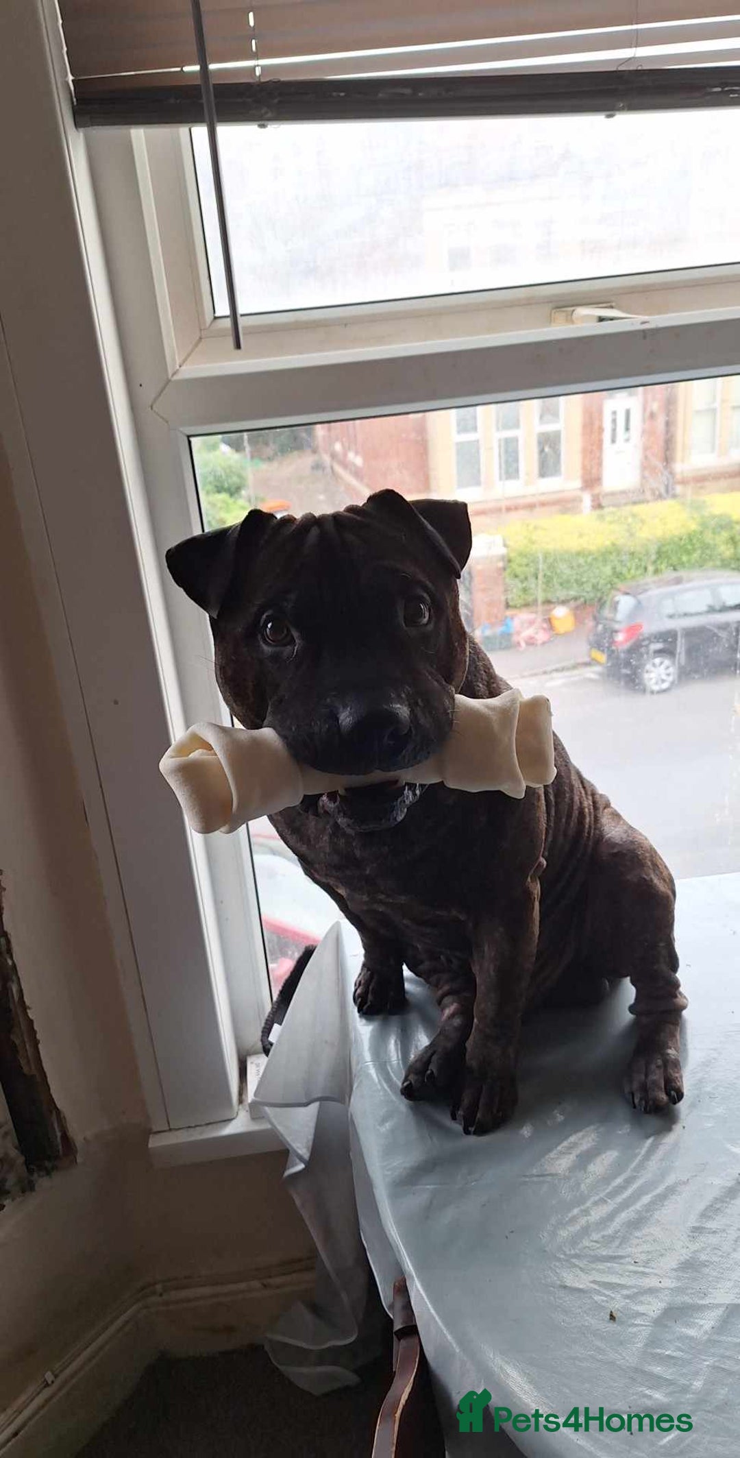 Staffordshire Bull Terrier dogs for stud: Sherpa x staff for stud - Image 2