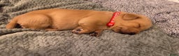 Labrador Retriever dogs for sale: Beautiful Fox Red Labrador KC Reg Puppies  - Advert 16