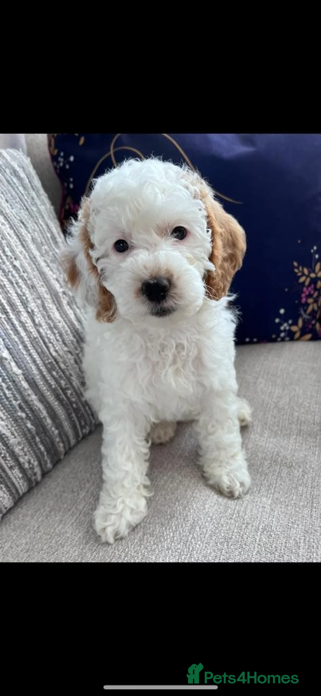 Cockapoo dogs for stud: Proven Red & white F1 cockapoo stud dog. in Barnsley - Advert 20