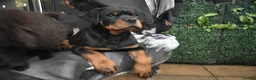 Rottweiler dogs for sale: Champion-Bred Rottweiler Puppies for Loving Homes - Advert 4