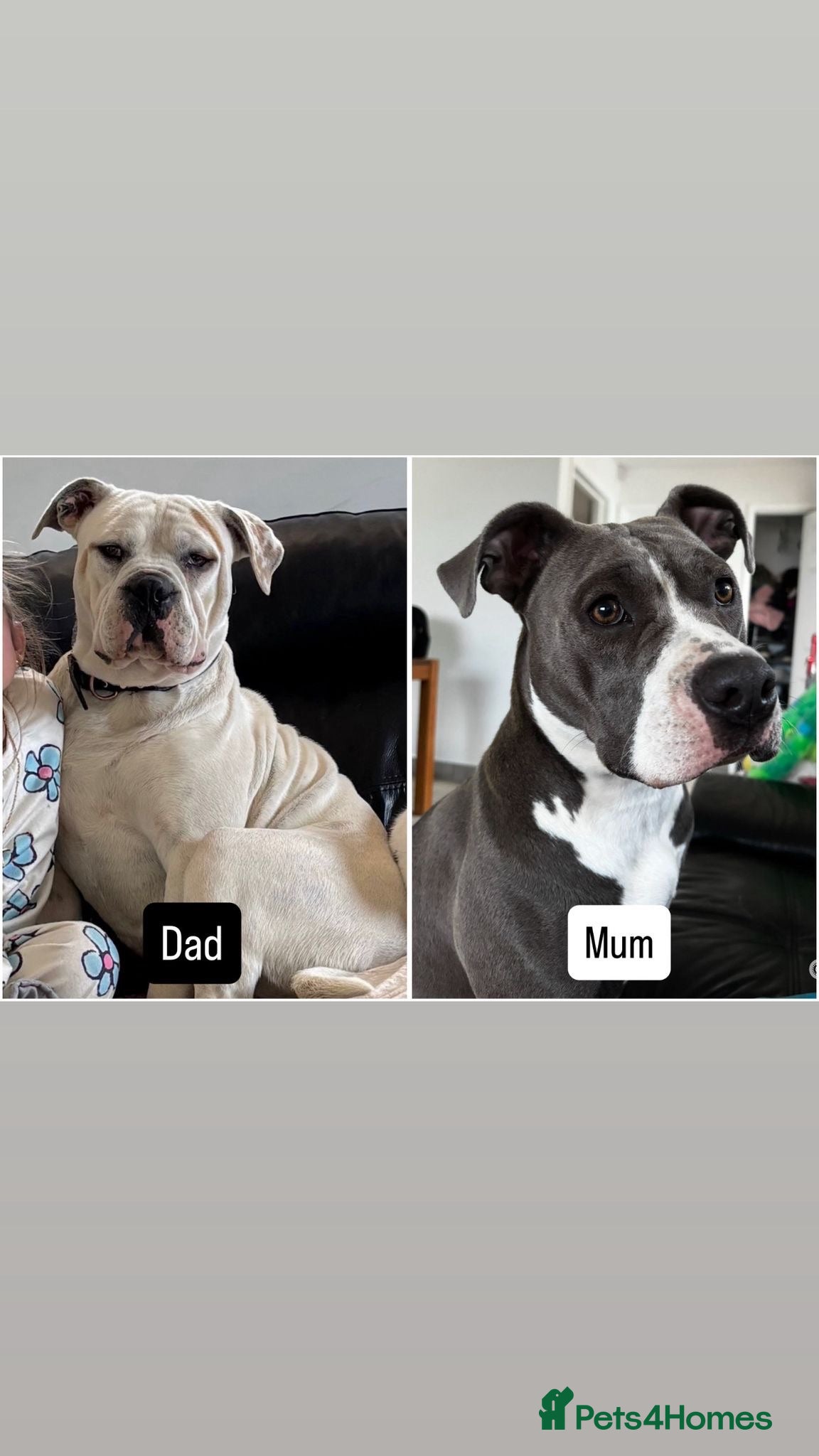Mixed Breed dogs Old tyme bulldog x American bulldog  - Advert 6