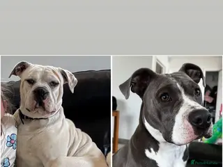 Mixed Breed dogs Old tyme bulldog x American bulldog - Advert 6