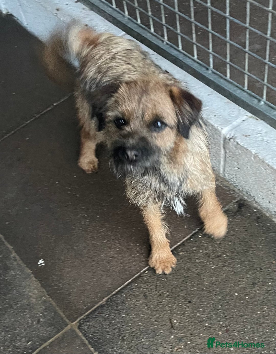 Border Terrier dogs for sale: Border terrier bitch kc reg - Image 11