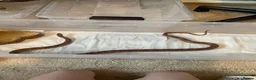Corn Snake reptiles for sale: Corn snake- Pumkin - Advert 3