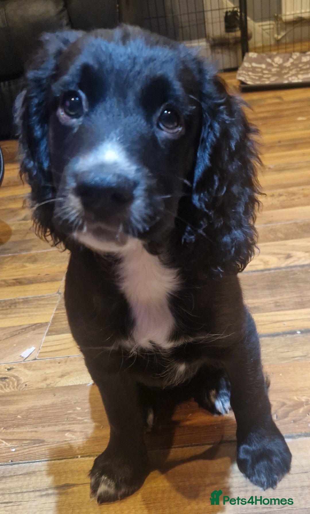 Cocker Spaniel dogs for sale: Last boy left !! working cocker spaniels - Advert 33
